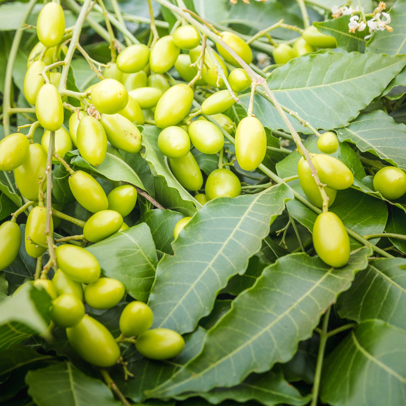 Neem CO2 (Azadirachta indica) India