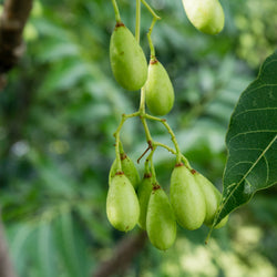 Neem Seed Oil (Organic)