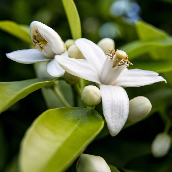 Organic Neroli Hydrosol