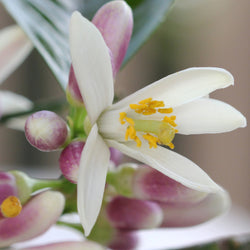 Neroli (Citrus aurantium) France