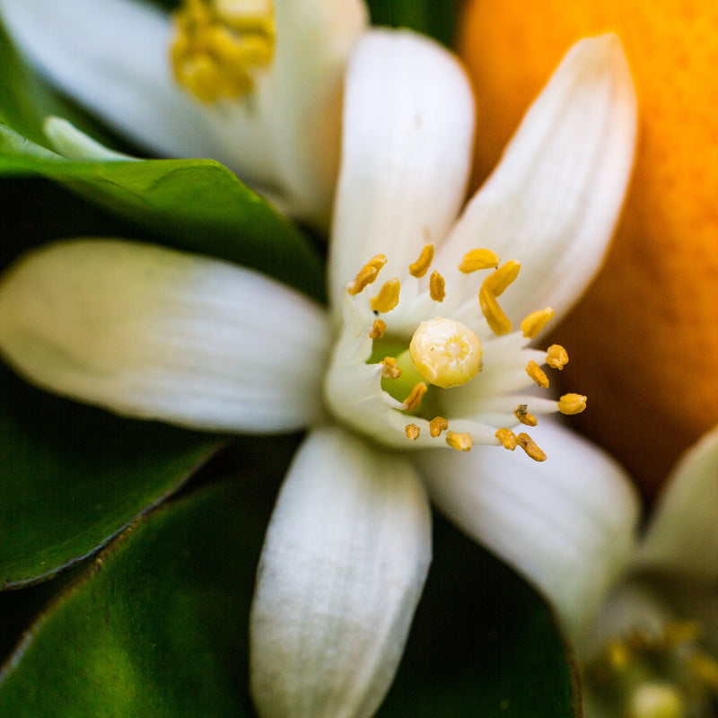 Neroli, Organic (Citrus aurantium) Morocco