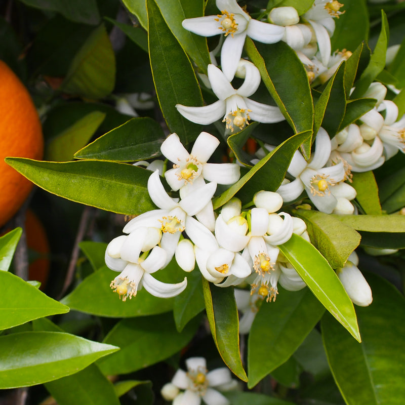 Orange Blossom Absolute (Citrus aurantium) Tunisia