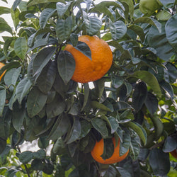 Orange, Bitter (Citrus aurantium) Brazil