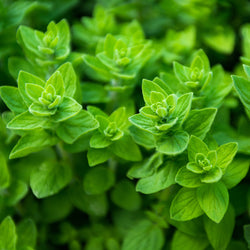 Oregano Wild Crafted (Origanum vulgare) India