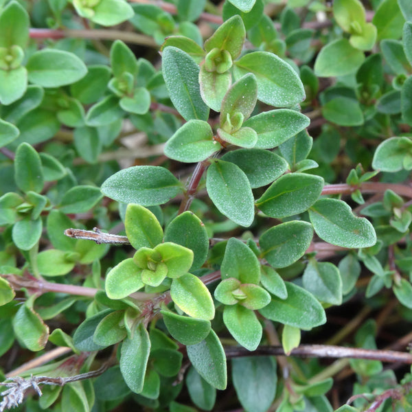 Oregano Organic (Origanum vulgare) France