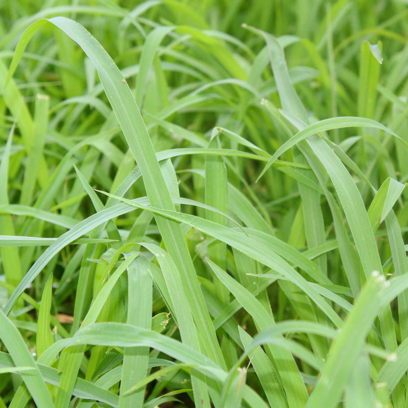 Palmarosa Organic (Cymbopogon martinii) India