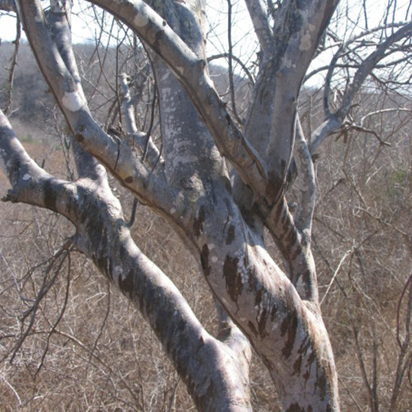 Palo Santo Wild Crafted (Bursera graveolens) Ecuador