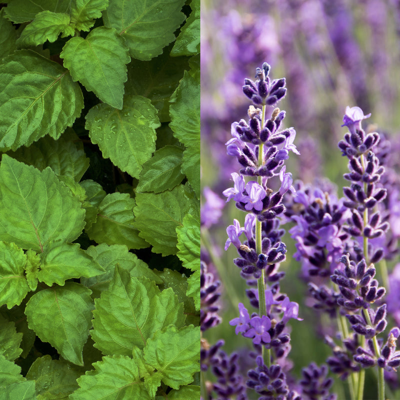 Patchouli Lavender Hand Soap