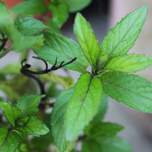 Peppermint Organic (Mentha piperita) India