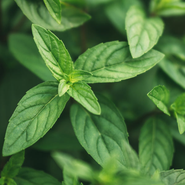 Peppermint Organic (Mentha piperita) USA