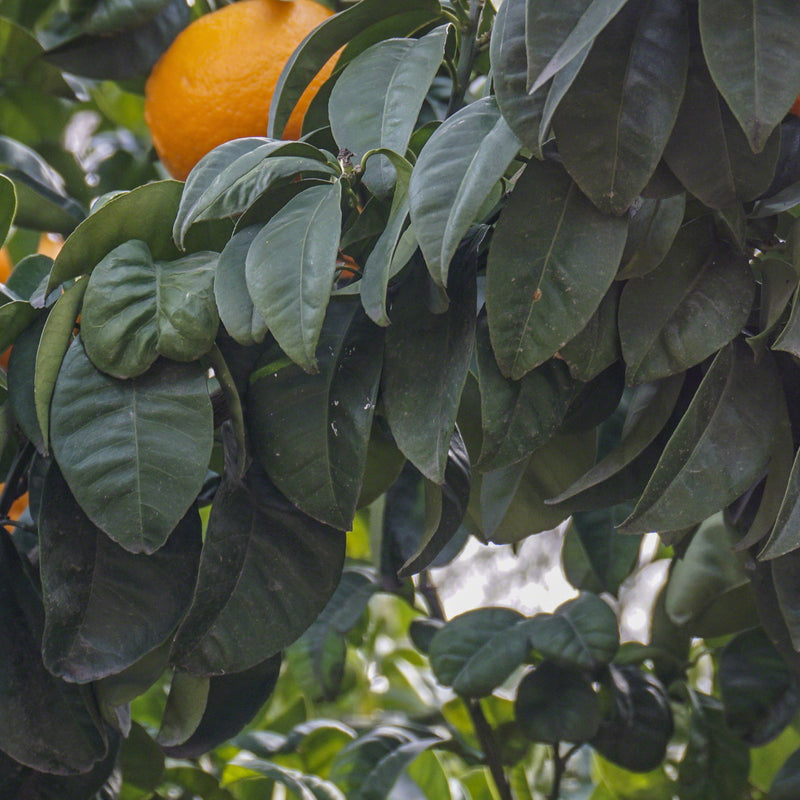 Petitgrain (Citrus aurantium) Italy