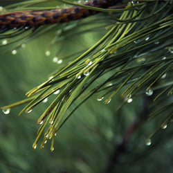Pine Needle Organic (Pinus sylvestris) Bulgaria