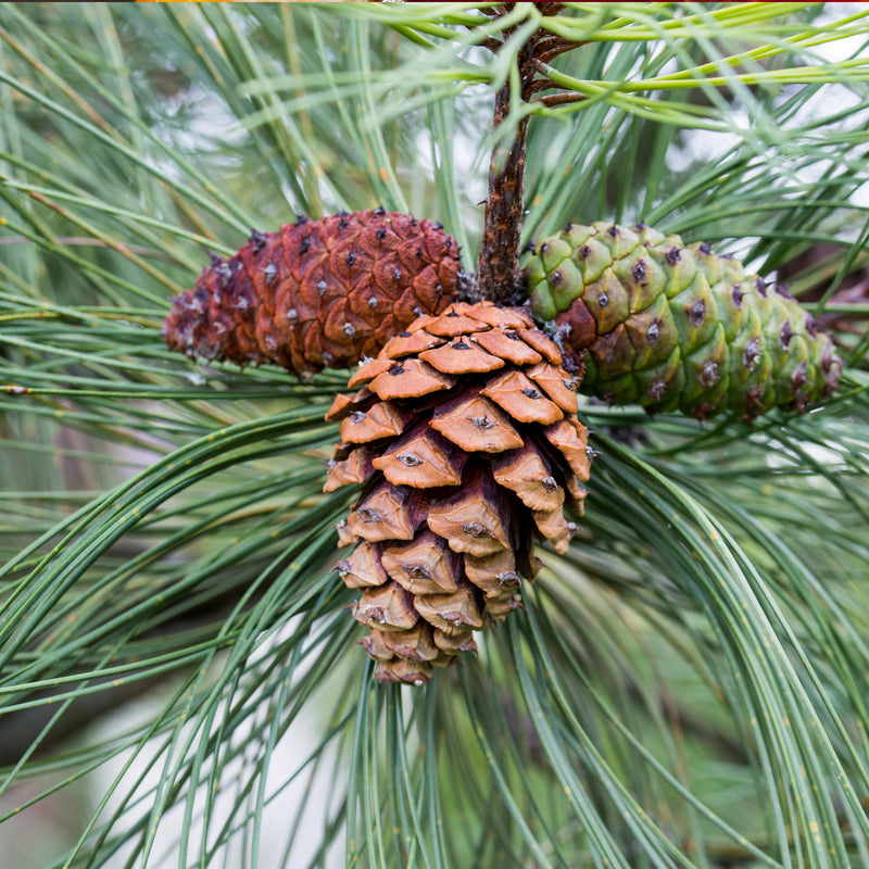 Pine, Ponderosa (Pinus ponderosa) Argentina