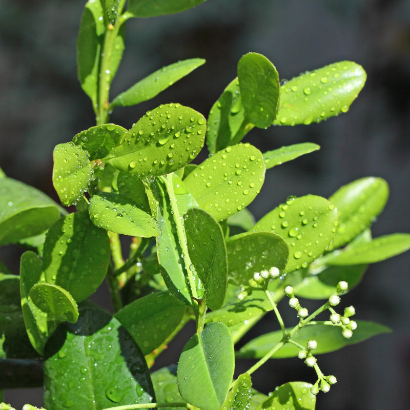 Ravensara Ravensara Organic (Ravensara aromatica) Madagascar – Lunaroma Aromatic ...