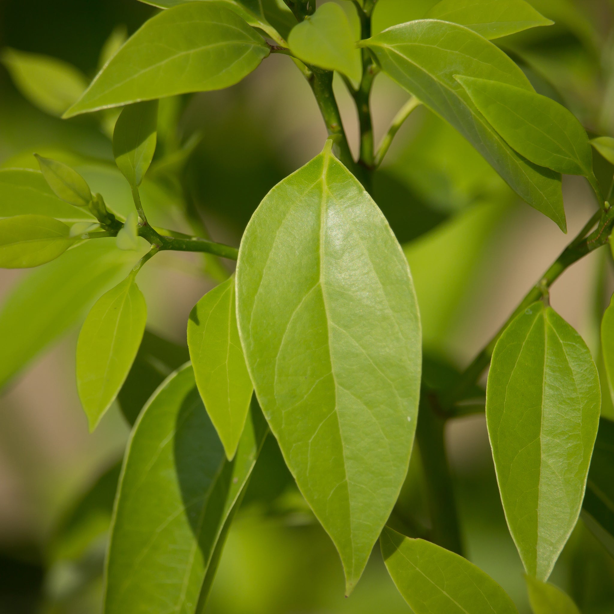 Ravintsara Organic (Cinnamomum camphora) Madagascar – Lunaroma Aromatic ...