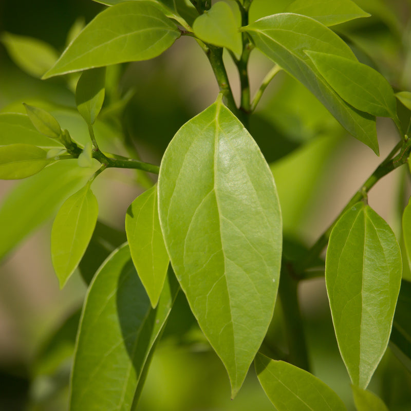 Ravintsara Organic (Cinnamomum camphora) Madagascar