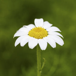 Chamomile, Roman Organic (Anthemis nobilis) Bulgaria