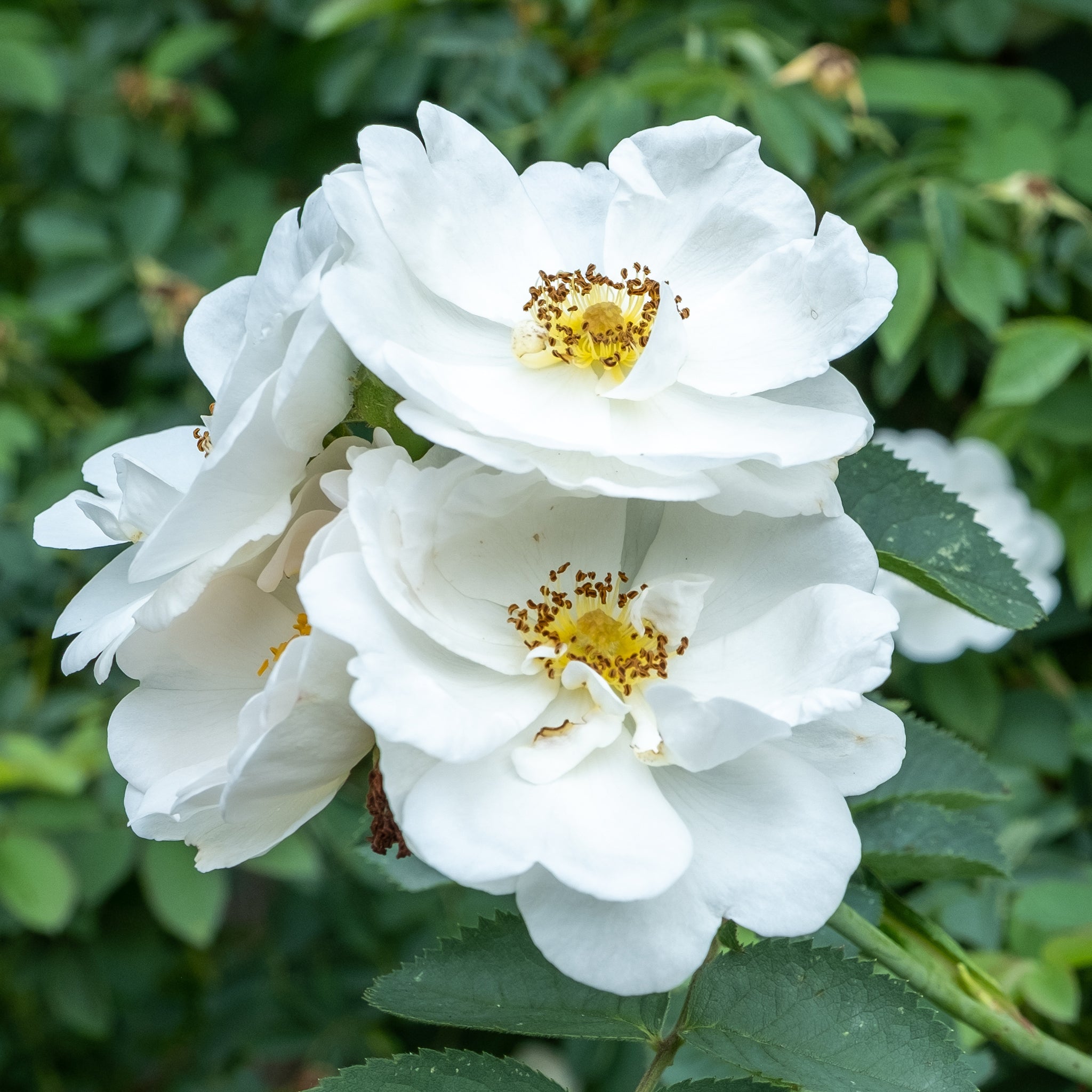 Rosa Alba Rosa Alba Suaveolens