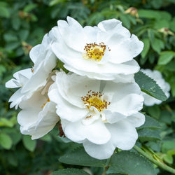 Rose, White Absolute (Rosa alba)  Bulgaria