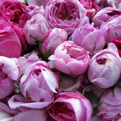 Rose Absolute (Rosa damascena) Morocco