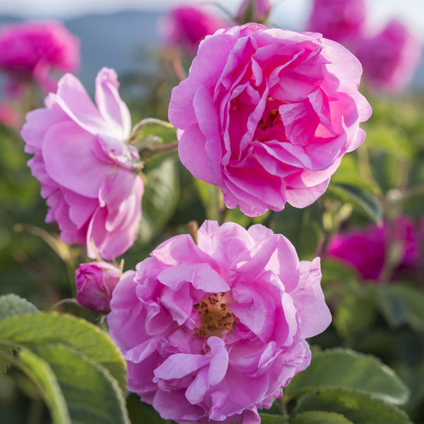 Rose Otto, Organic (Rosa damascena) Bulgaria