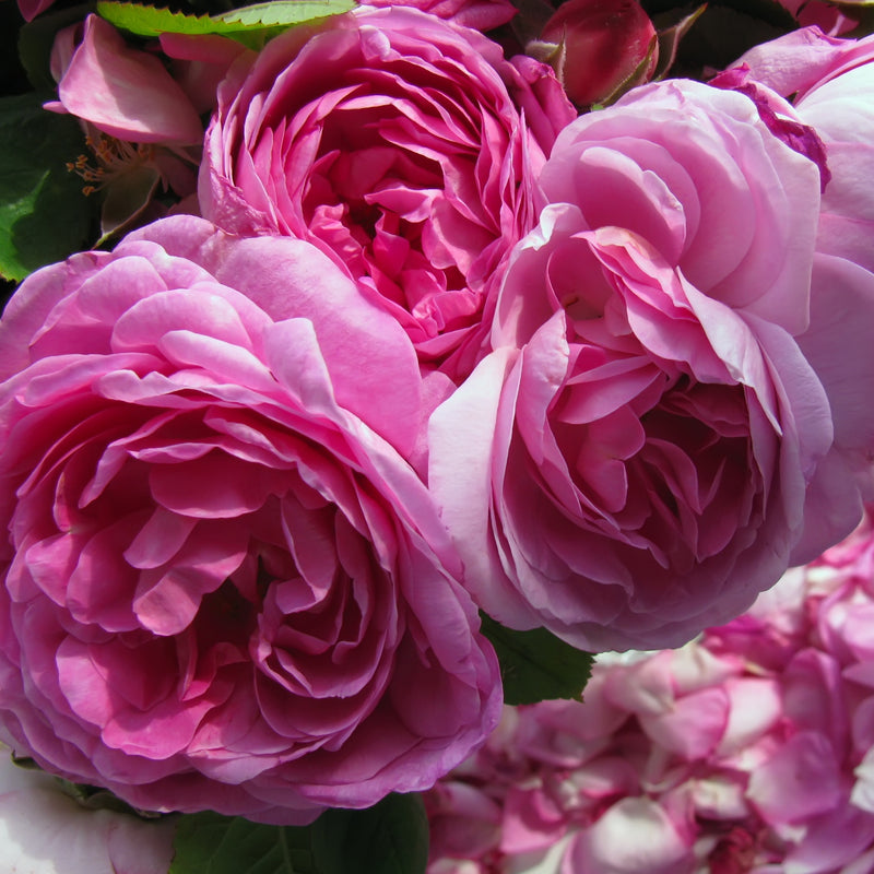 Rose Otto, Organic (Rosa damascena) Bulgaria