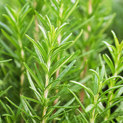Rosemary Cineol Organic (Rosmarinus officinalis) Morocco
