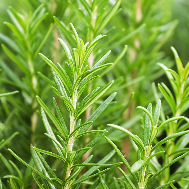 Rosemary Cineol Organic (Rosmarinus officinalis) Morocco