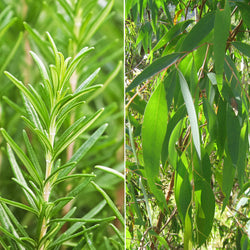 Wholesale Rosemary Eucalyptus Hand Soap