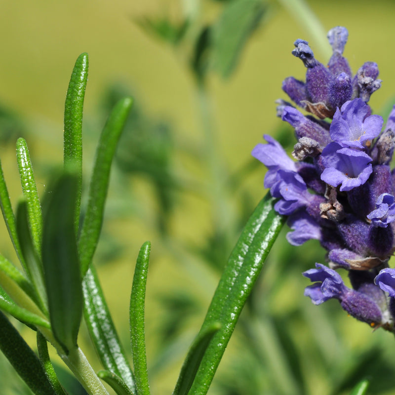 Wholesale Rosemary Lavender Hand Soap