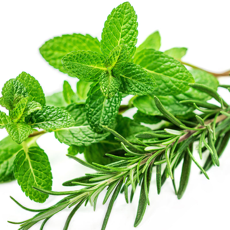 Rosemary Mint Hand Soap