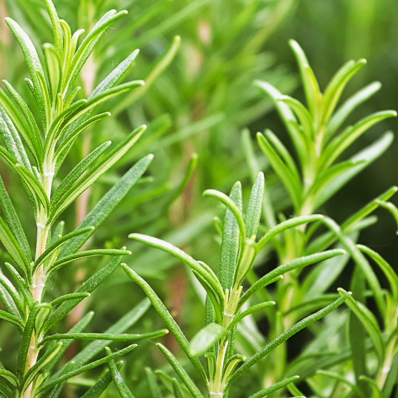 Organic Rosemary Hydrosol