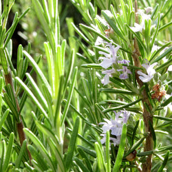 Rosemary Verbenone Organic (Rosmarinus officinalis) Corsica