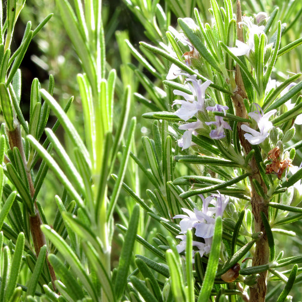 Rosemary Verbenone Organic (Rosmarinus officinalis) Corsica