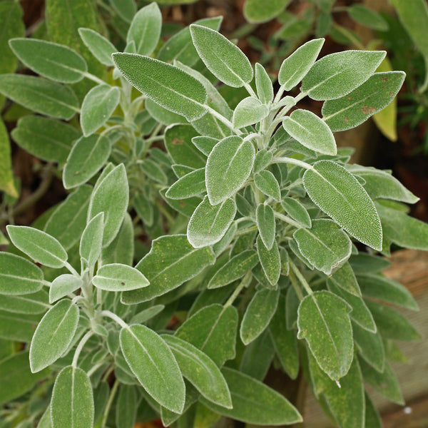 Sage, Dalmation Organic (Salvia officinalis) Spain