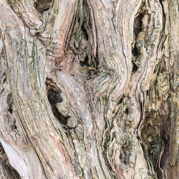 Sandalwood Wildcrafted (Santalum spicatum) Australia
