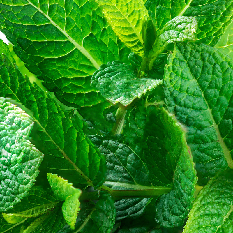 Spearmint Organic (Mentha spicata) USA