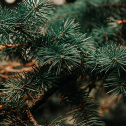 Spruce Black Wild Crafted (Picea mariana) Canada