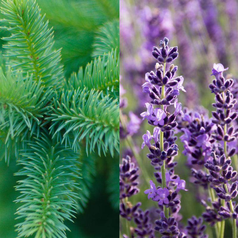 Spruce Lavender Aroma Blast