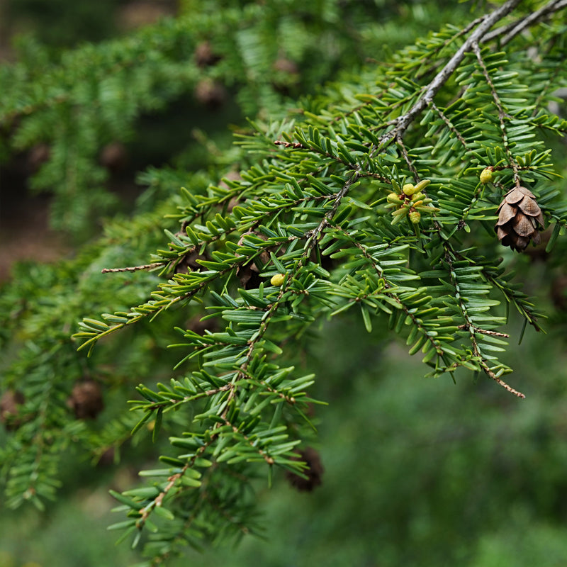 10ml Spruce Wild Crafted (Tsuga canadensis) Canada