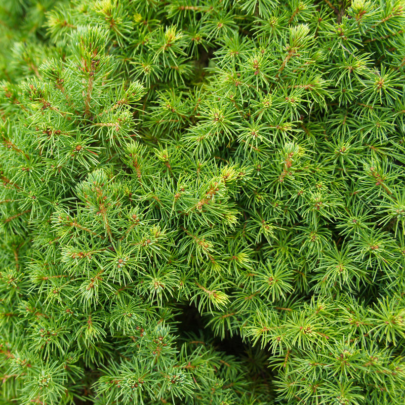 Spruce, White Wild Crafted (Picea glauca) Canada