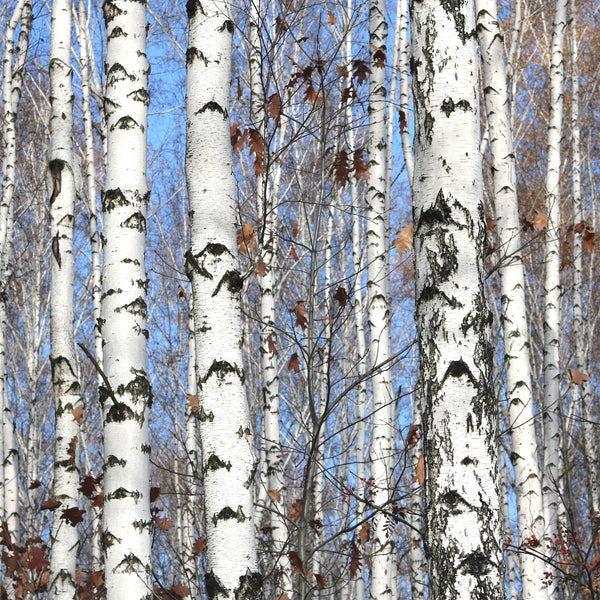 Birch, Sweet Wild Crafted (Betula lenta) USA