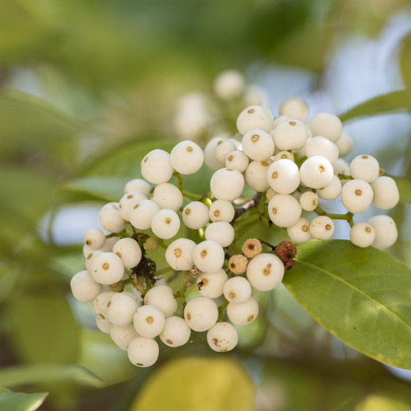 Calophyllum Inophyllum Seed Oil (Organic)