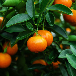 Tangerine Organic (Citrus reticulata) USA