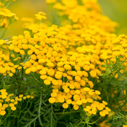 Tansy Blue Wild Crafted (Tanecetum annum) Morocco