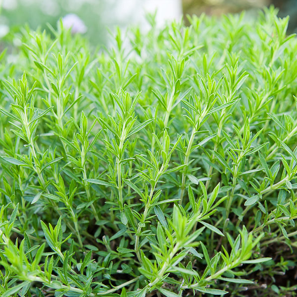 Tarragon (Artemisia dracunculus) USA
