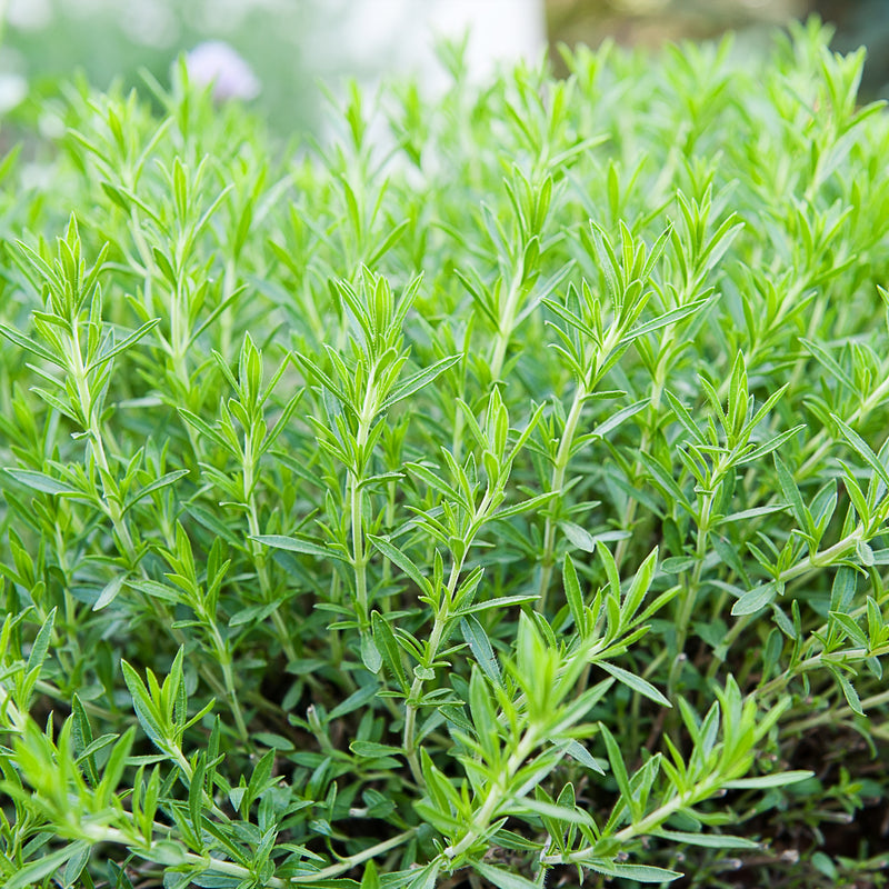 Tarragon (Artemisia dracunculus) USA