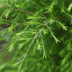 10ml Tea Tree Organic (Melaleuca alternifolia) Australia