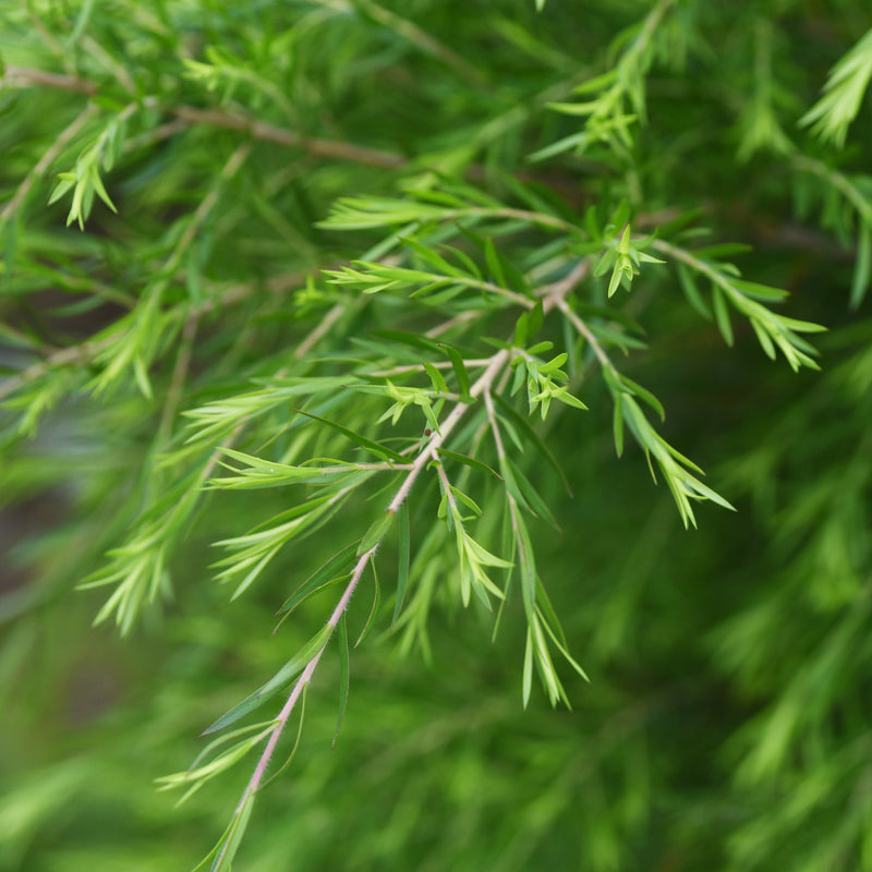 Tea Tree Wild Crafted (Melaleuca alternifolia) Australia