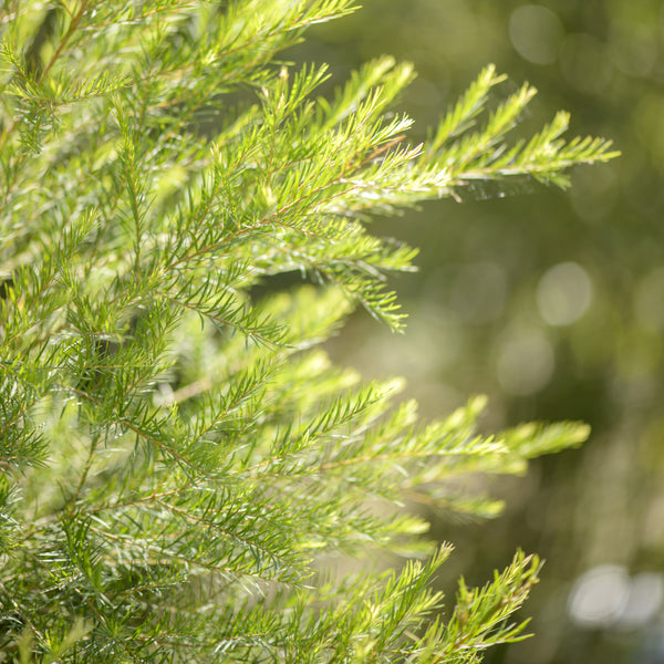 Tea Tree Wild Crafted (Melaleuca alternifolia) Australia